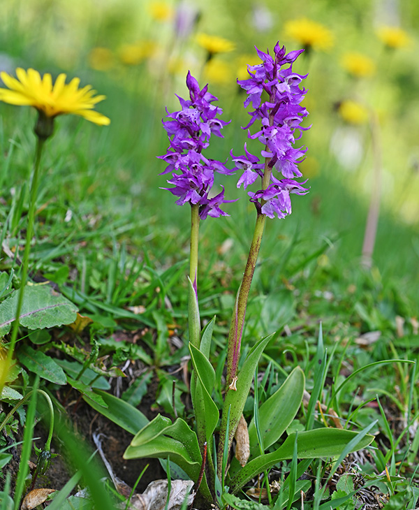 orchis mascula 1