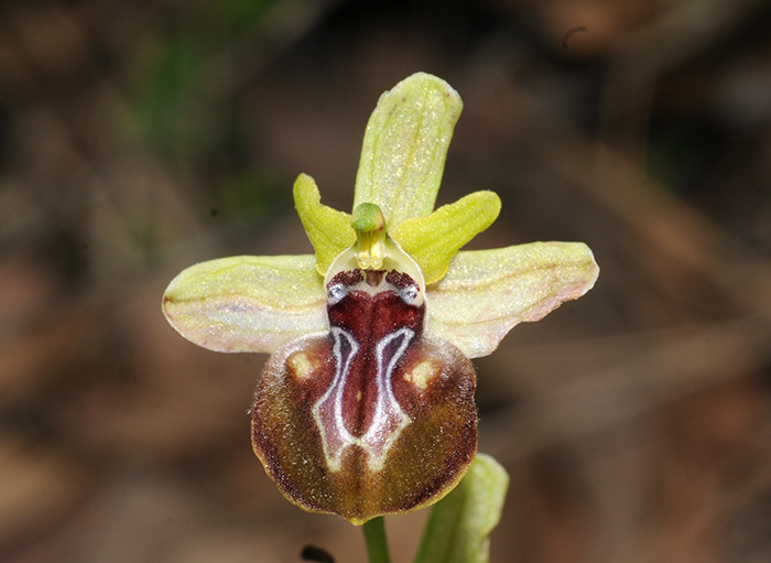 ophrys mammosa 2
