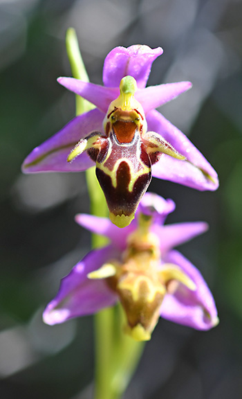 ophrys polyxo 3