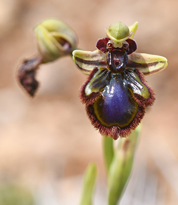 ophrys speculum