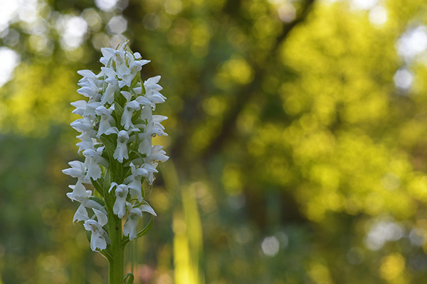 Dactylorhiza incarnata