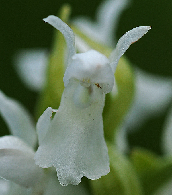 Dactylorhiza incarnata