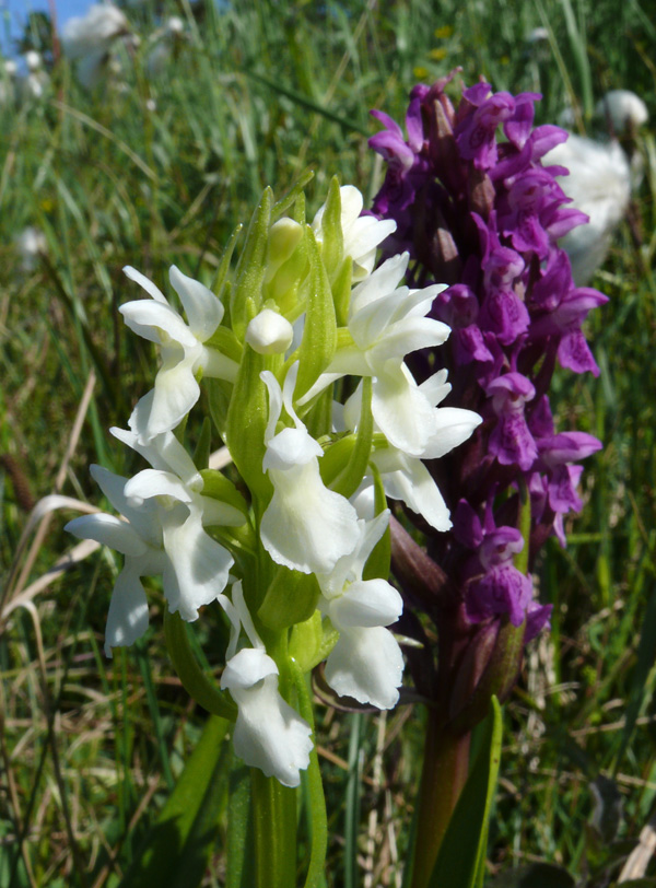 Dactylorhiza incarnata