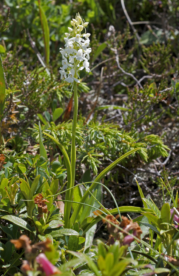 Gymnadenia conopsea