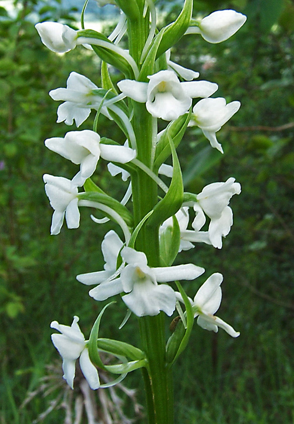 Gymnadenia conopsea
