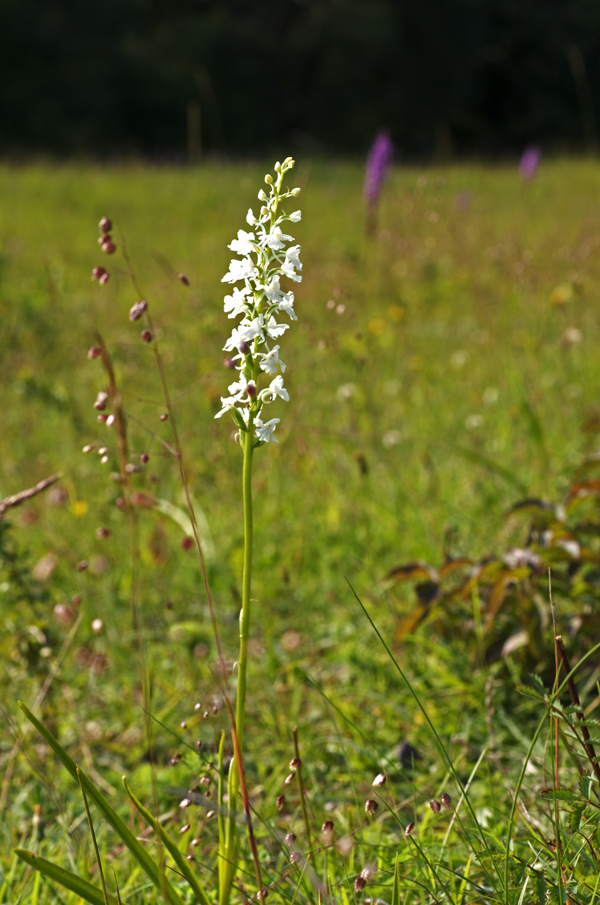 Gymnadenia conopsea