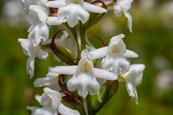 Gymnadenia conopsea