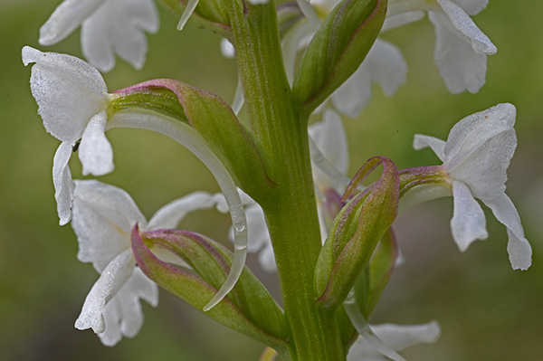 Gymnadenia conopsea