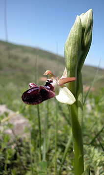 ophrys incubacea sm