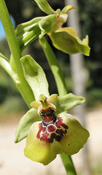 ophrys lacaitae