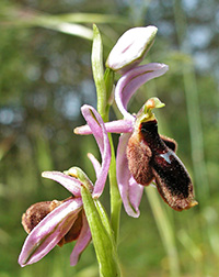 ophrys lunulata