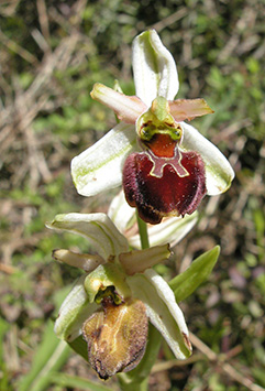 ophrys panormitana