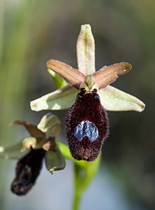 ophrys bertoloniiformis
