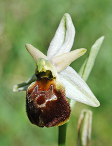 ophrys biscutella