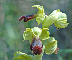 ophrys fusca