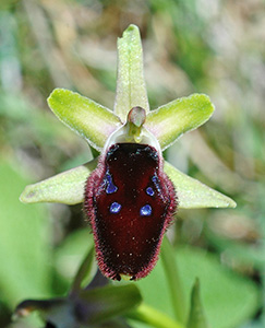ophrys promontorii