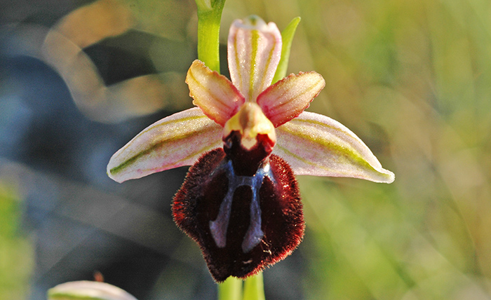 ophrys sipontensis 2