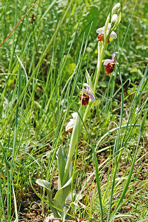 ophrys holoserica