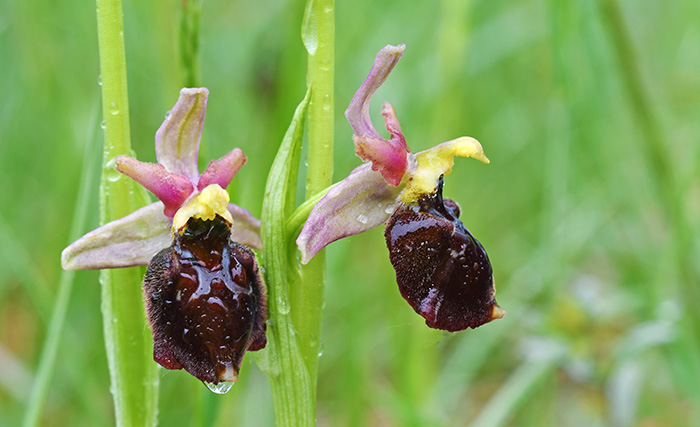 Ophrys holoserica x sphegodes