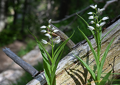 cephalanthera longifolia 1