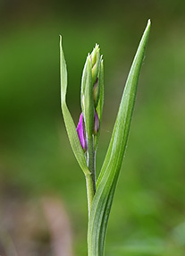 cephalanthera rubra