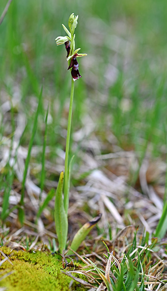 ophrys insectifera 2