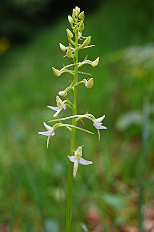 platanthera bifolia 1