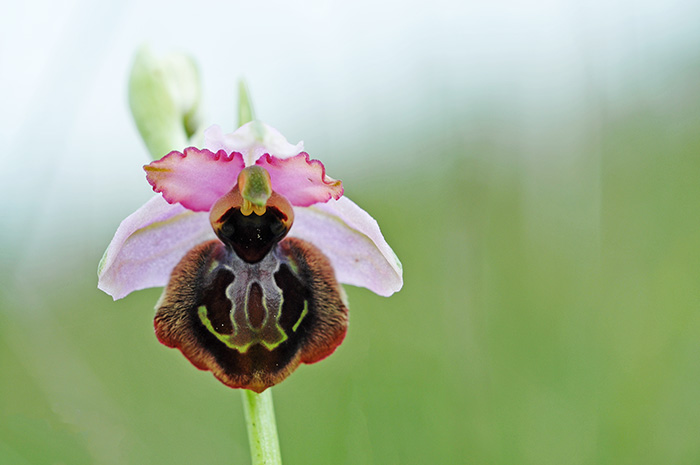 ophrys aveyronensis 2