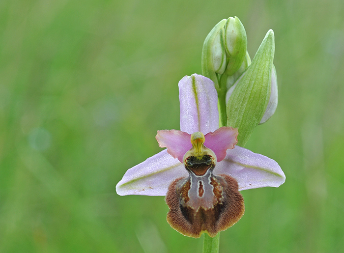 ophrys aveyronensis 3