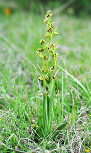 ophrys insectifera aymoninii
