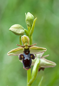 ophrys insectifera scolopax sm