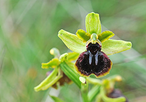 ophrys passionis