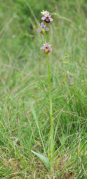 ophrys aveyronensis 1