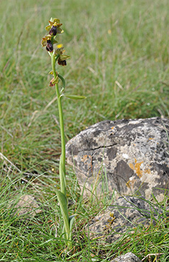 ophrys aveyronensis fusca 1