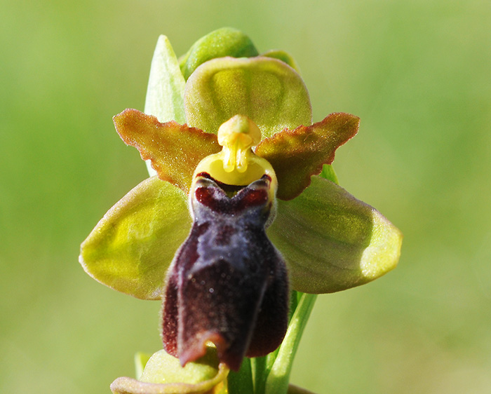 ophrys aveyronensis fusca 2