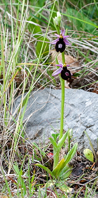 ophrys bertolonii 1