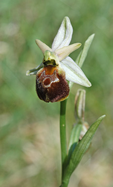 ophrys biscutella