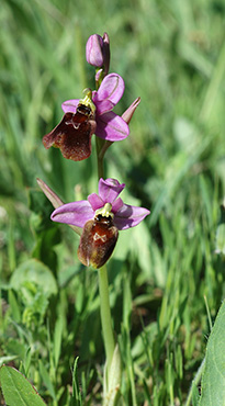 ophrys biscutella tenthredinifera 1