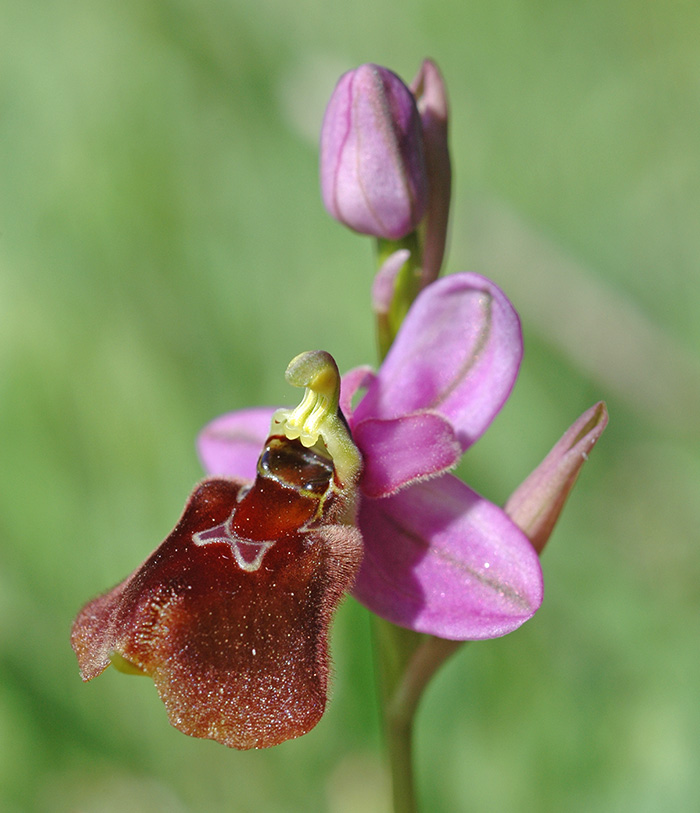 ophrys biscutella tenthredinifera 3