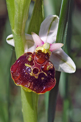 ophrys fuciflora 1