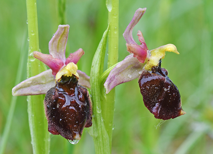 ophrys fuciflora sphegodes 2