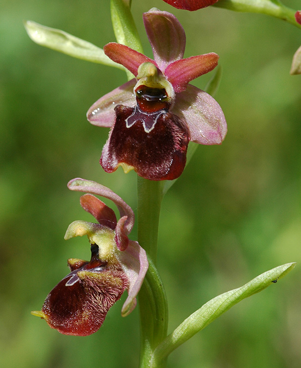 ophrys fuciflora sphegodes 3
