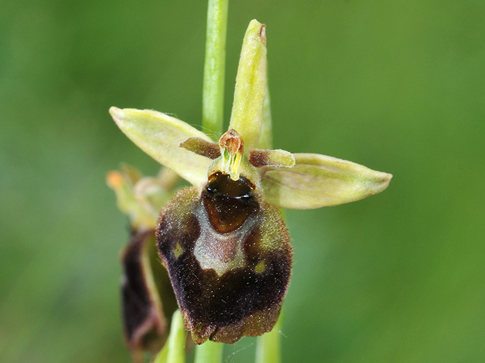 ophrys fuciflora sphegodes 4