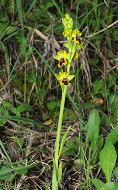 ophrys fusca lutea 1
