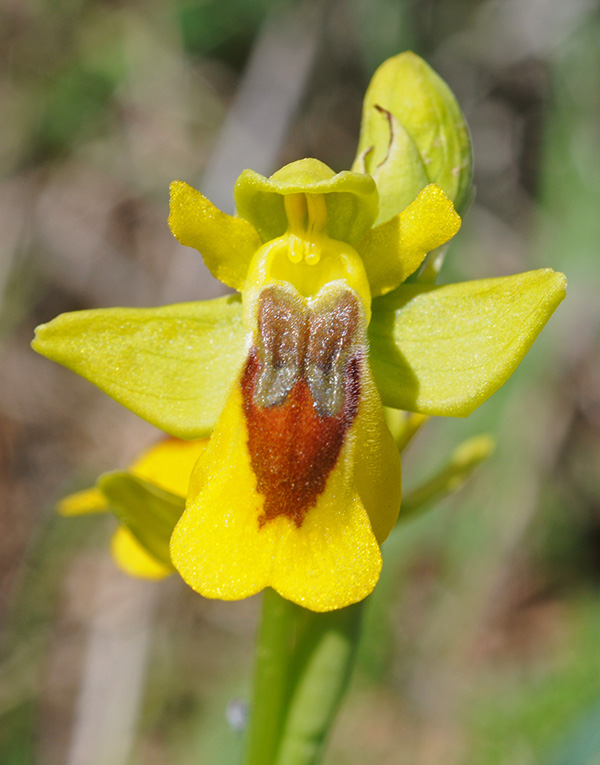 ophrys fusca lutea 2