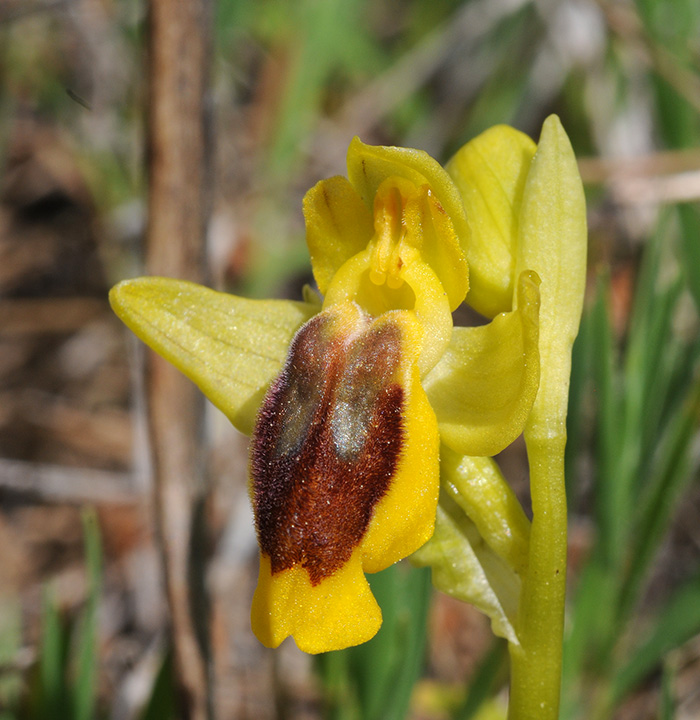 ophrys fusca lutea 3