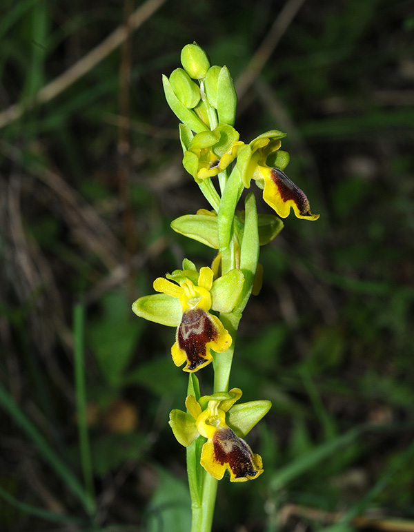 ophrys fusca lutea 4