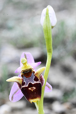 ophrys polyxo 1