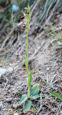 ophrys sphegodes 1
