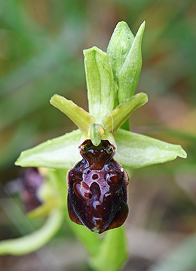 ophrys sphegodes 2